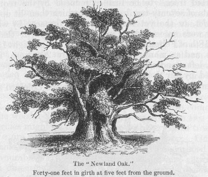 The Newland Oak.