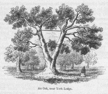 An Oak, near York Lodge